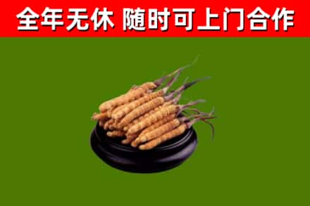 船营区回收冬虫夏草